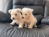 Des chiots Westies non LOF à vendre