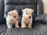 Des chiots Westies non LOF à vendre
