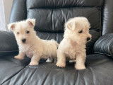 Des chiots Westies non LOF à vendre