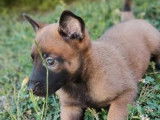 7 chiots Bergers Belges Malinois LOF à réserver