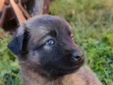 7 chiots Bergers Belges Malinois LOF à réserver