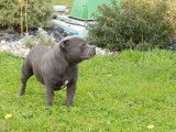 En vente, sous r&eacute;servation, 8 chiots Staffies LOF