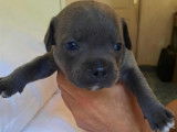 En vente, sous r&eacute;servation, 8 chiots Staffies LOF