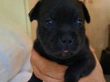 En vente, sous r&eacute;servation, 8 chiots Staffies LOF