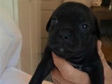 En vente, sous r&eacute;servation, 8 chiots Staffies LOF