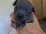 En vente, sous r&eacute;servation, 8 chiots Staffies LOF