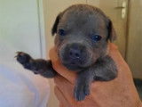 En vente, sous r&eacute;servation, 8 chiots Staffies LOF