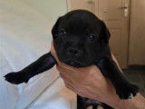 En vente, sous r&eacute;servation, 8 chiots Staffies LOF