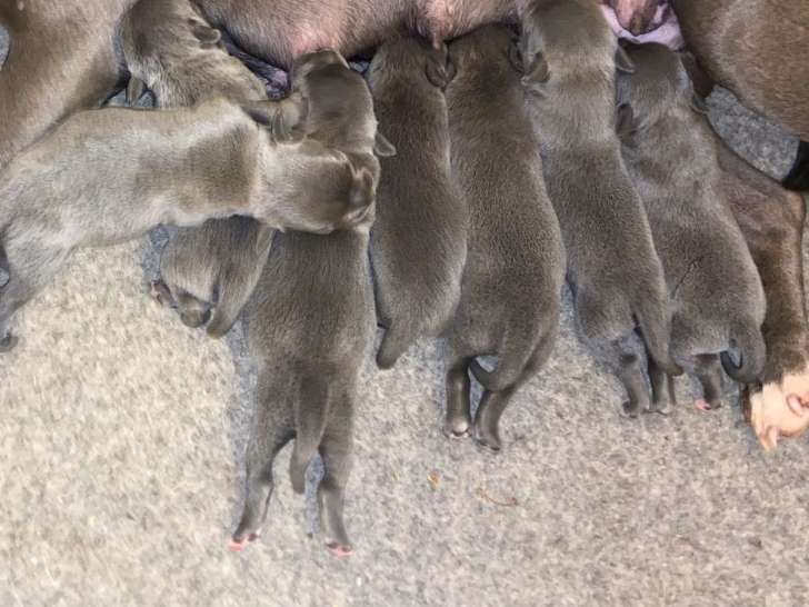 7 chiots  Staffordshire Bull Terrier LOF mis à la réservation