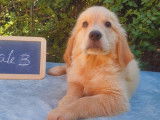 11 chiots Golden Retriever LOF à vendre