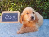 11 chiots Golden Retriever LOF à vendre