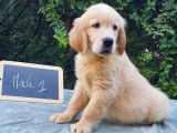 11 chiots Golden Retriever LOF à vendre