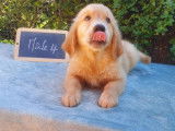11 chiots Golden Retriever LOF à vendre