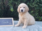 11 chiots Golden Retriever LOF à vendre