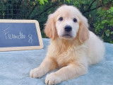 11 chiots Golden Retriever LOF à vendre