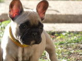 Chiots Bouledogue Francais LOF à vendre
