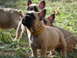 Chiots Bouledogue Francais LOF à vendre