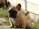Chiots Bouledogue Francais LOF à vendre