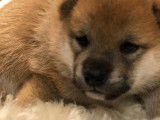 Chiot Shiba Inu femelle &agrave; vendre