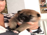 Chiot Shiba Inu femelle &agrave; vendre