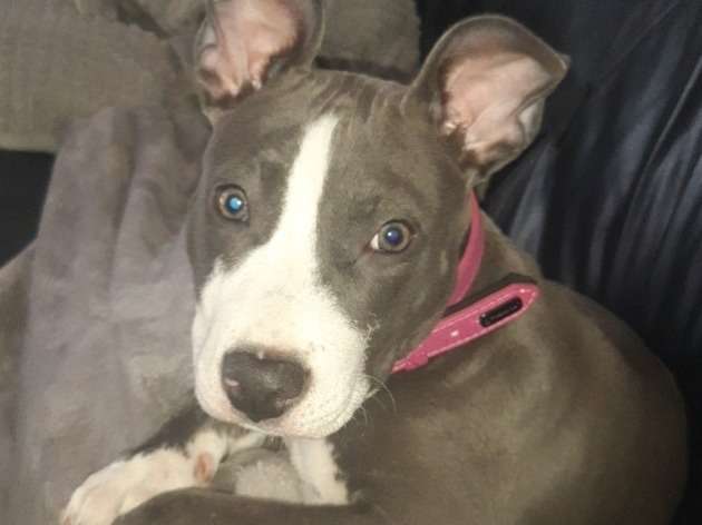 Chien adulte de type American Staffordshire Terrier à donner