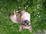 Chihuahua disponible pour saillie