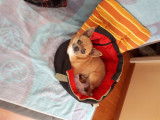 Chihuahua disponible pour saillie