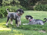 Schnauzer Standard Chiots