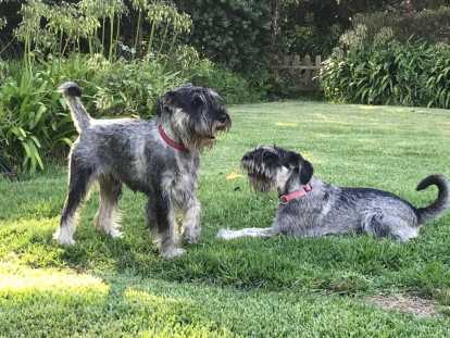 Élevage de Schnauzer Moyen annuaire des éleveurs de cette race picture