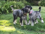 Schnauzer Standard Chiots