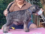 Schnauzer Standard Chiots