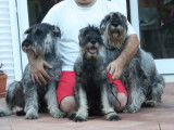 Schnauzer Standard Chiots