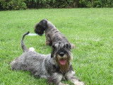Schnauzer Standard Chiots