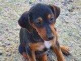 Vente de chiots Beagles croisés Jagdterrier non LOF
