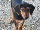 Vente de chiots Beagles croisés Jagdterrier non LOF
