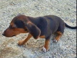 Vente de chiots Beagles croisés Jagdterrier non LOF