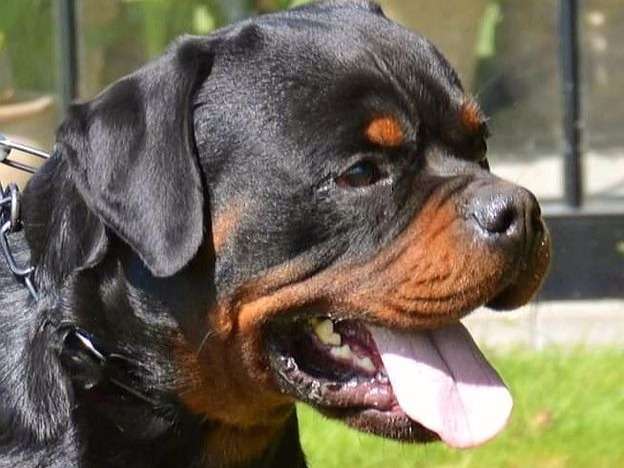 Un chien Rottweiler LOF noir et feu pour saillie