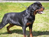 Un chien Rottweiler LOF noir et feu pour saillie