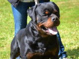 Un chien Rottweiler LOF noir et feu pour saillie