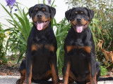 Un chien Rottweiler LOF noir et feu pour saillie