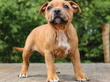 À réserver : 5 chiots Staffordshire Bull Terriers LOF