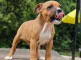 À réserver : 5 chiots Staffordshire Bull Terriers LOF