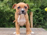 À réserver : 5 chiots Staffordshire Bull Terriers LOF
