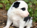 2 chiots Border Collies mâles non LOF à la réservation