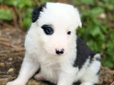 2 chiots Border Collies mâles non LOF à la réservation