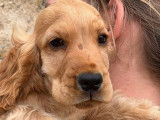 Réservation pour 4 chiots Cockers Anglais fauves LOF