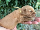 À vendre : 3 chiots Cockers Anglais mâles, couleur fauve LOF