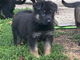 &Agrave; r&eacute;server : 8 chiots Bergers Allemands LOF charbonn&eacute;s ou noir et feu