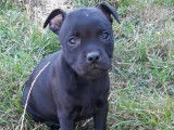 À réserve : 5 chiots Staffordshire Bull terriers noirs LOF
