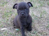 À réserve : 5 chiots Staffordshire Bull terriers noirs LOF
